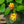 Load image into Gallery viewer, Lantana