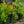 Load image into Gallery viewer, Lantana