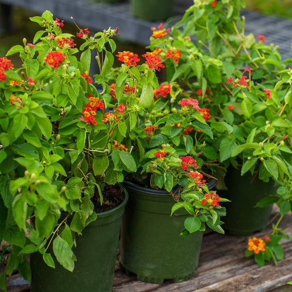 Lantana