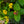 Load image into Gallery viewer, Lantana