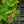 Load image into Gallery viewer, Lantana