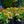 Load image into Gallery viewer, Miss Huff Lantana