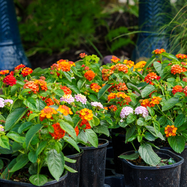 Lantana