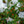 Load image into Gallery viewer, Vermillionaire Cuphea