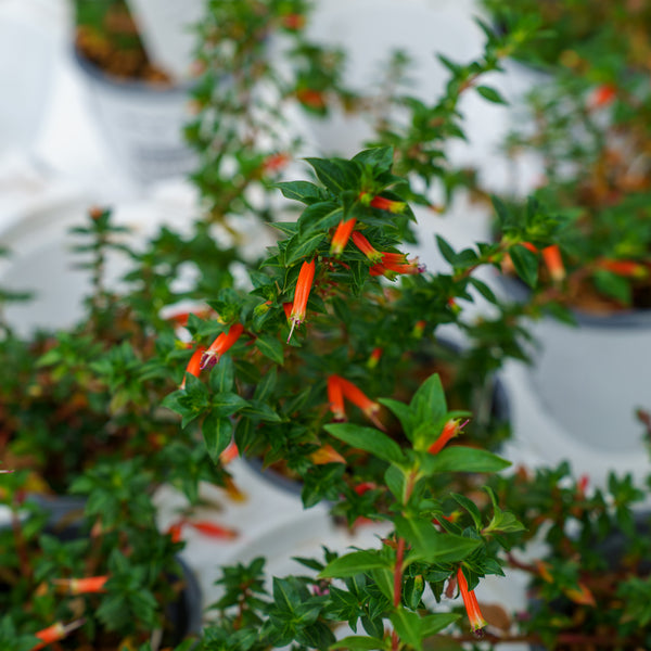 Vermillionaire Cuphea
