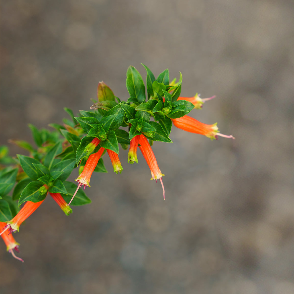 fire racker plant Vermillionaire Firecracker Plant – Plant Detectives