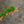 Load image into Gallery viewer, Vermillionaire Cuphea