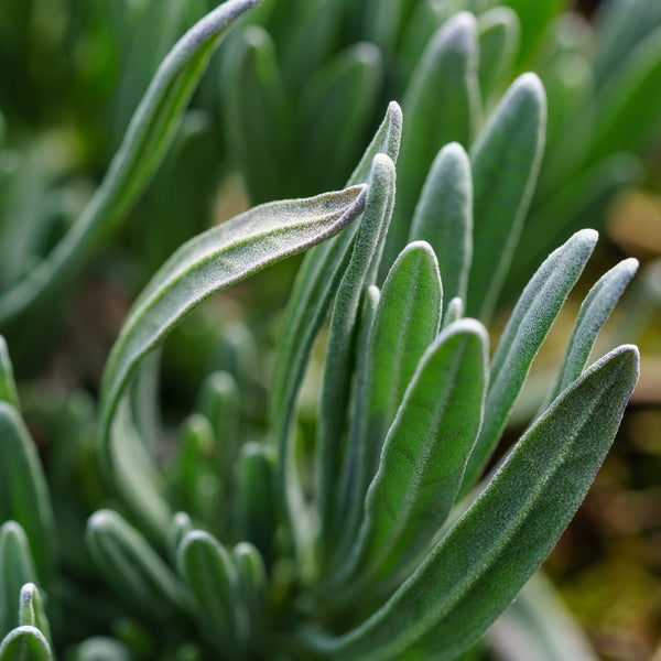 Phenomenal Lavender - Early Spring Lavender - Perennials