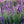 Load image into Gallery viewer, Phenomenal Lavender - Early Spring Lavender - Perennials