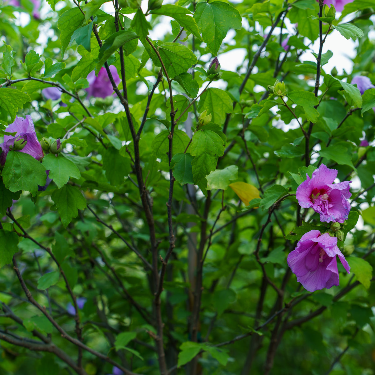 hibiscus lavender chiffon tree Lavender Chiffon Rose of Sharon – Plant Detectives