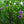 Load image into Gallery viewer, Lavender Chiffon Rose of Sharon