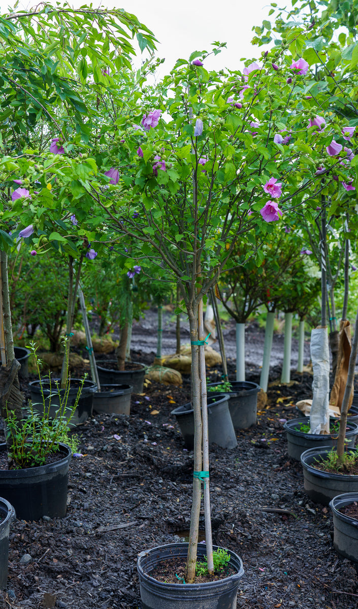 Lavender Chiffon Rose of Sharon – Plant Detectives