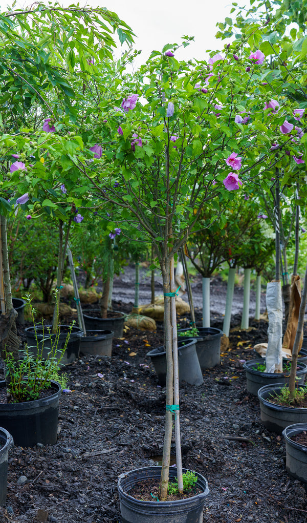 Lavender Chiffon Rose of Sharon