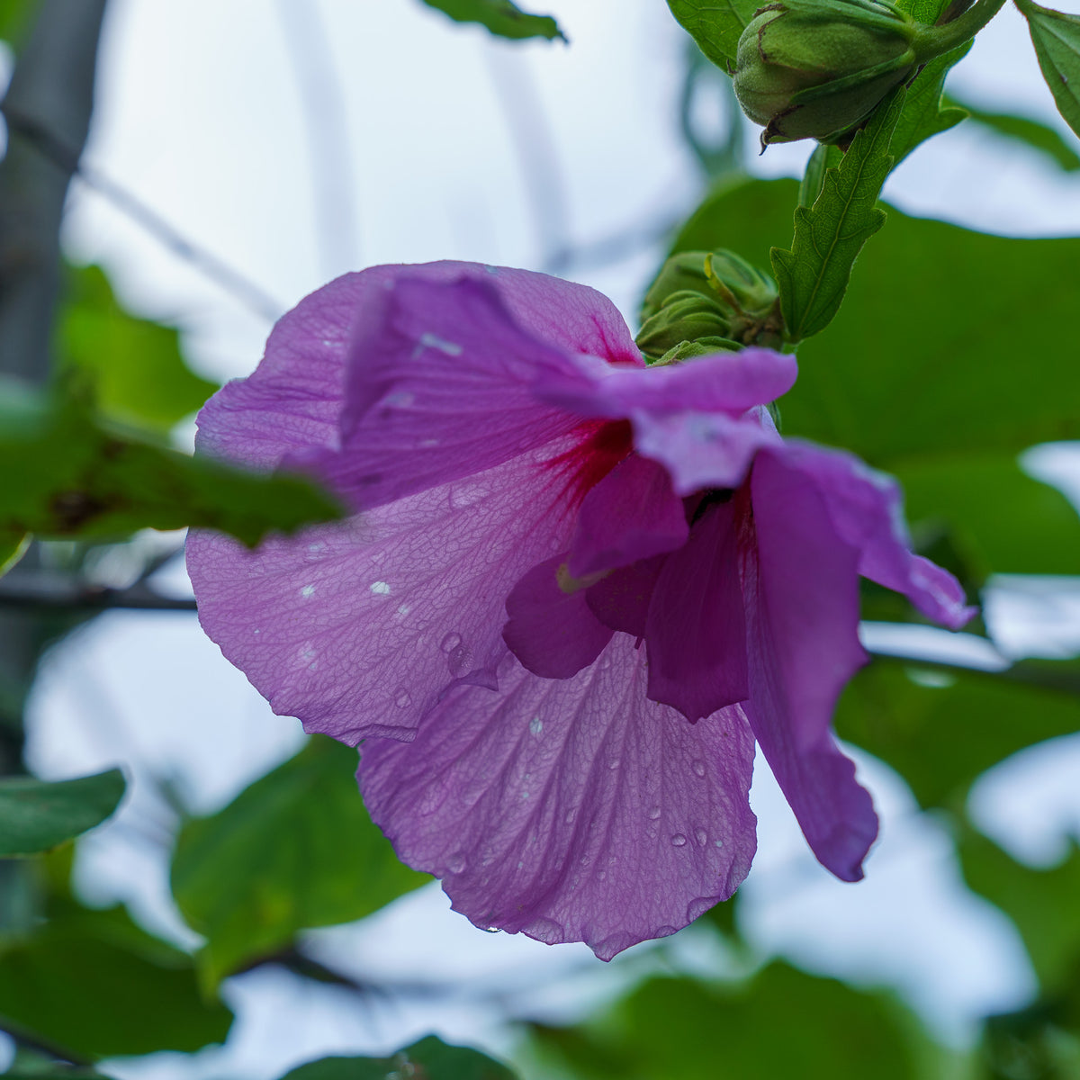 Lavender Chiffon Rose of Sharon – Plant Detectives