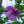 Load image into Gallery viewer, Lavender Chiffon Rose of Sharon