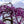 Load image into Gallery viewer, Lavender Twist Redbud - Redbud - Flowering Trees