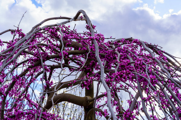 Lavender Twist Redbud - Redbud - Flowering Trees