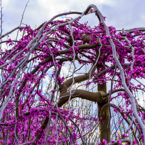 Lavender Twist Eastern Redbud