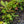 Load image into Gallery viewer, Leatherleaf Mahonia