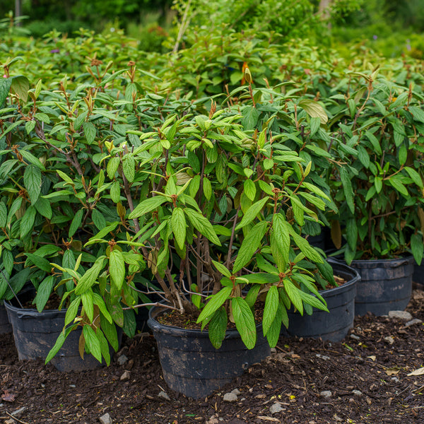 Leatherleaf Viburnum