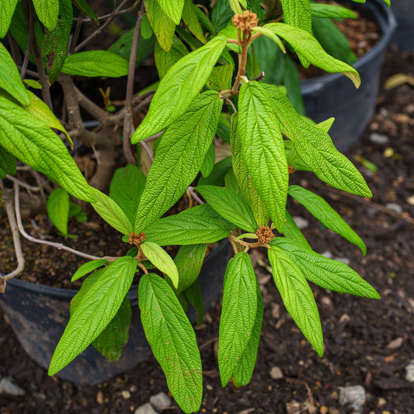 Leatherleaf Viburnum
