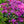 Load image into Gallery viewer, Lee's Dark Purple Rhododendron - Rhododendron - Shrubs