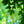 Load image into Gallery viewer, Legacy Sugar Maple - Maple - Shade Trees