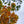 Load image into Gallery viewer, Legacy Sugar Maple
