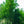Load image into Gallery viewer, Legacy Sugar Maple - Maple - Shade Trees