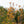 Load image into Gallery viewer, Legacy Sugar Maple