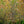 Load image into Gallery viewer, Legacy Sugar Maple