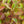 Load image into Gallery viewer, Legend of the Fall Fothergilla