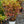Load image into Gallery viewer, Legend of the Fall Fothergilla