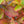 Load image into Gallery viewer, Legend of the Fall Fothergilla