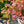 Load image into Gallery viewer, Legend of the Fall Fothergilla