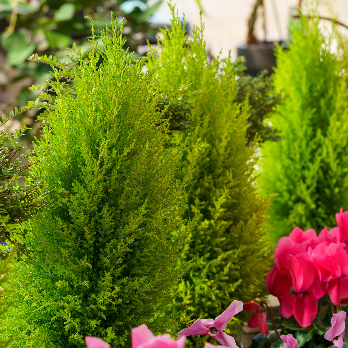 Wilma Goldcrest Lemon Cypress – Plant Detectives