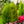Load image into Gallery viewer, Lemon Cypress
