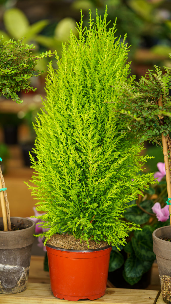 lemon cypress house plant Wilma Goldcrest Lemon Cypress – Plant Detectives