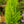 Load image into Gallery viewer, Lemon Cypress