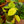 Load image into Gallery viewer, Lemon Lime Philodendron - Philodendron - Houseplants