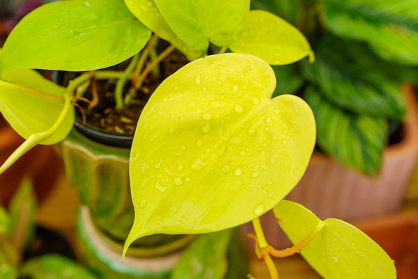 Lemon Lime Philodendron - Philodendron - Houseplants