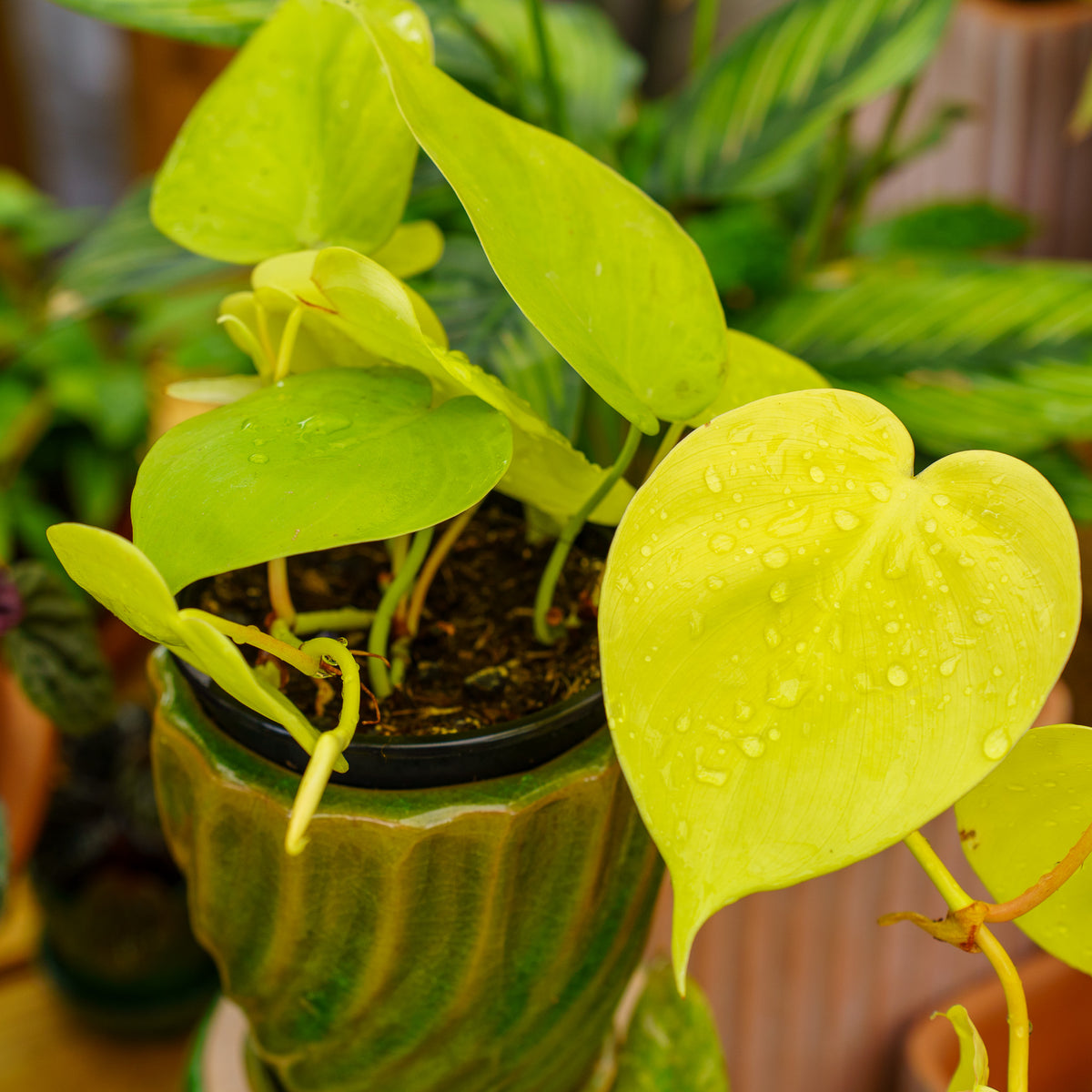 lemon lime pothos vs philodendron Lemon Lime Philodendron – Plant Detectives