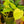 Load image into Gallery viewer, Lemon Lime Philodendron - Philodendron - Houseplants