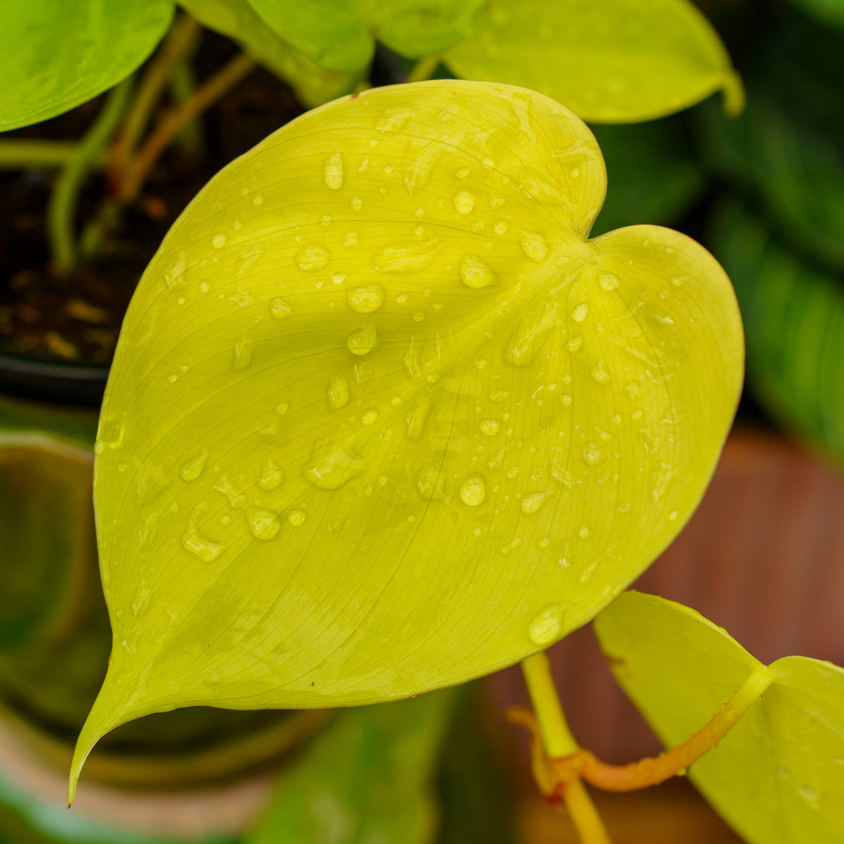 philodendron cordatum lemon lime Lemon Lime Philodendron – Plant Detectives