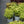 Load image into Gallery viewer, Lemonjade Stonecrop