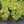 Load image into Gallery viewer, Lemonjade Stonecrop