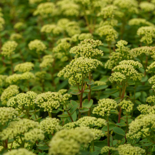 Lemonjade Stonecrop