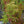 Load image into Gallery viewer, Lemony Lace Elderberry
