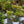 Load image into Gallery viewer, Lemony Lace Elderberry