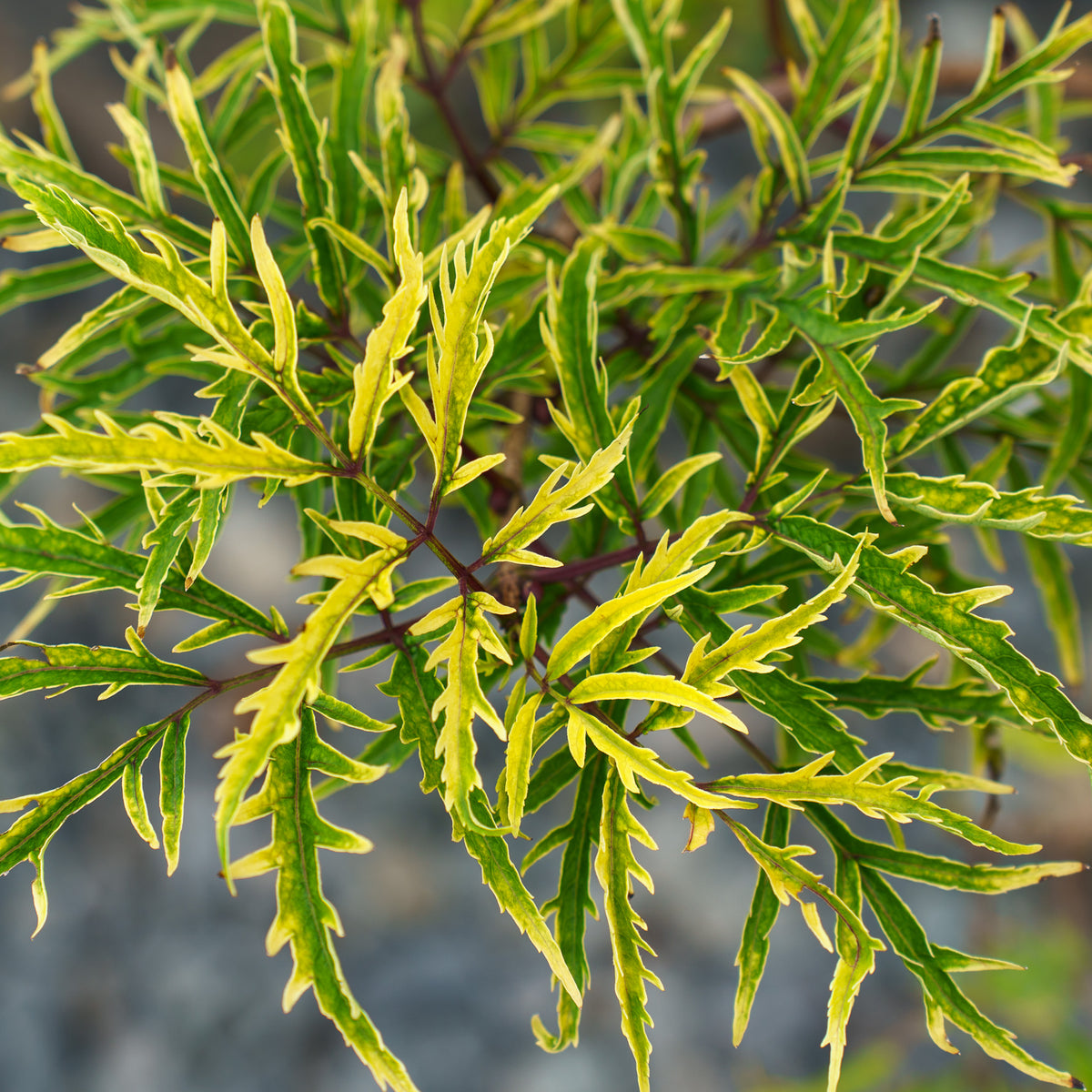 Lemony Lace Elderberry – Plant Detectives